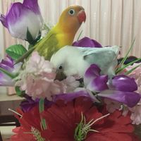 นกเลิฟเบิร์ด&Love Bird