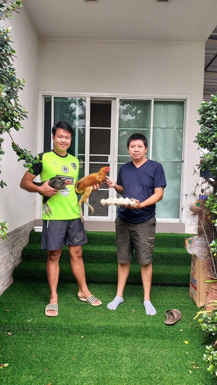 ไก่เก่งเมืองเหนือเชียงราย