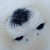 『愛知・東海』🐶飼い主と動物好きの会🐱