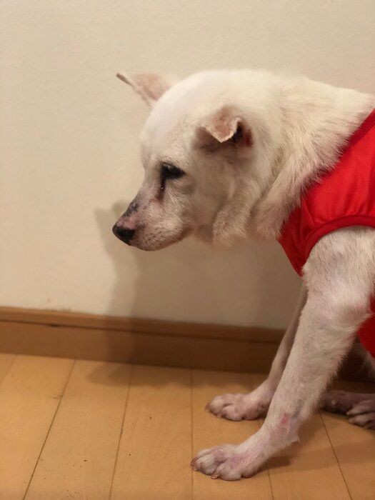 犬が飼い主に約束してもらいたい10のこと 犬の十戒1 5 いぬのきもちnews