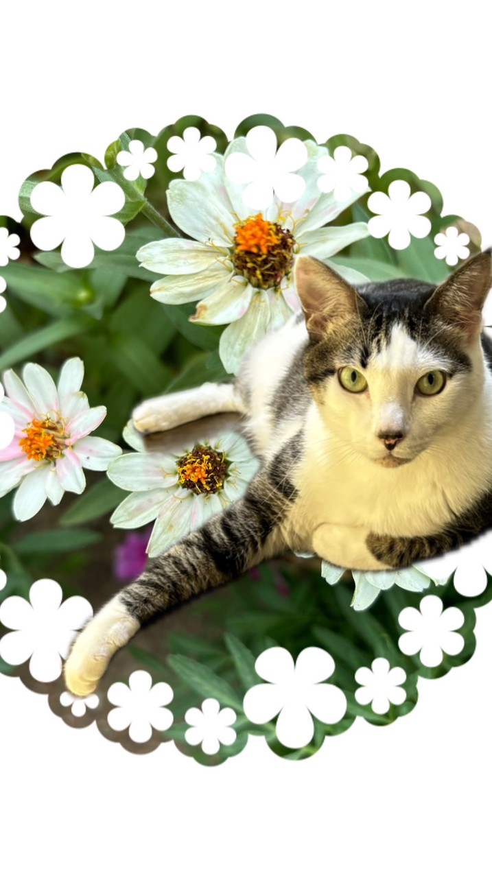 暮らしの、エレガンス🎀🎀　猫達との幸せ時間🩷