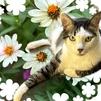 暮らしの、エレガンス🎀🎀　猫達との幸せ時間🩷
