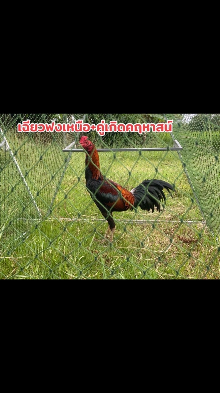 Pkk.Farm แหล่งพัฒนาไก่ชนพม่าชนเชิง  อ.เมือง จ.นครพนม
