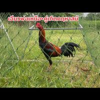 Pkk.Farm แหล่งพัฒนาไก่ชนพม่าชนเชิง  อ.เมือง จ.นครพนม