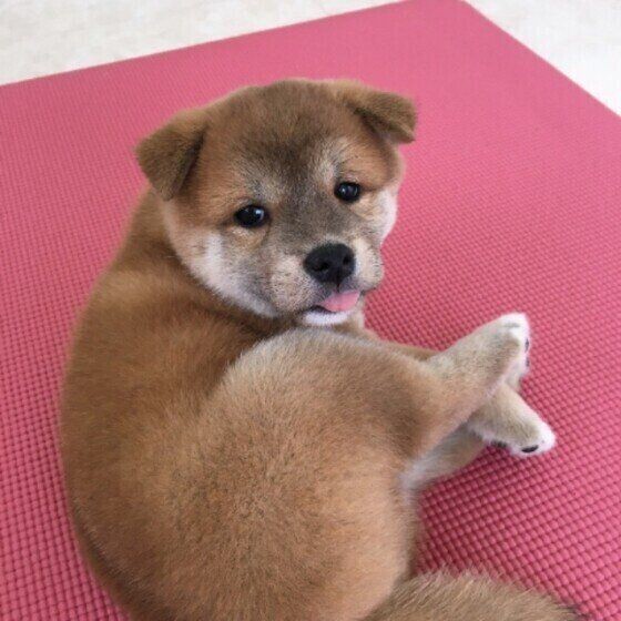 犬にキャベツはok 気を付けたい量 与え方とは