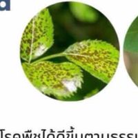 สินค้าปุ๋ยธรรมชาติ