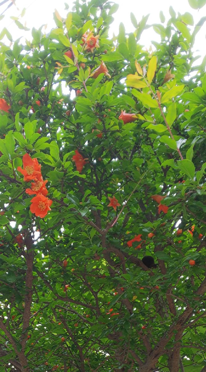 菜食が好き♪情報交換専用