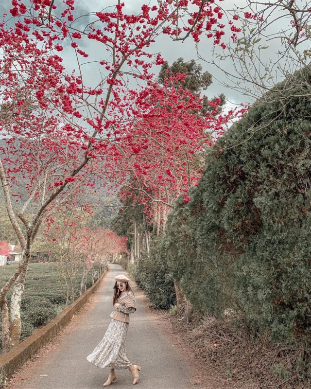 2021賞櫻｜景點南頭賞櫻｜南投草坪頭｜草坪頭櫻花｜