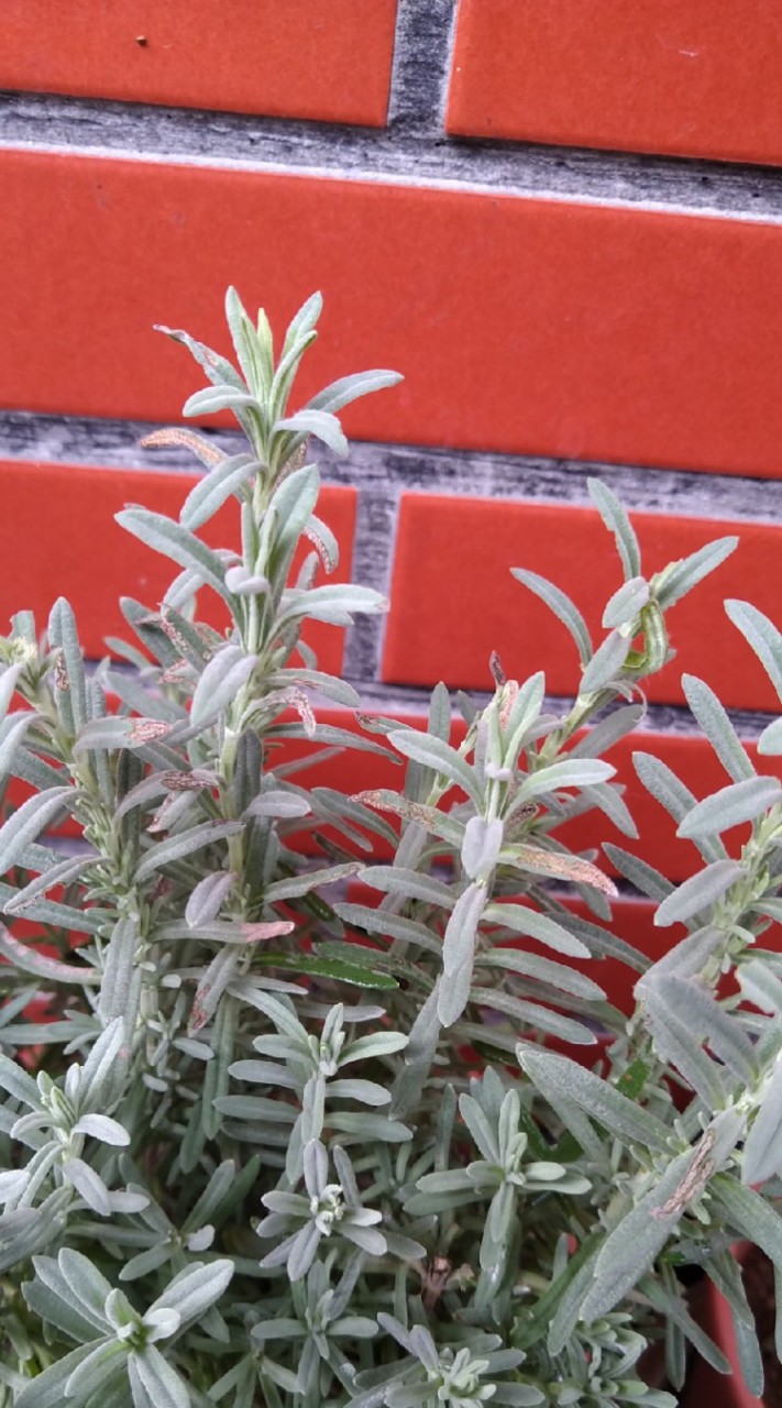 園藝植物香草盆栽🌱🌱🌱🌻🌻🌻