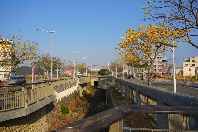 台中洲際路黃花風鈴木,崇德十九路黃花風鈴木,洲際棒球場黃花風鈴木