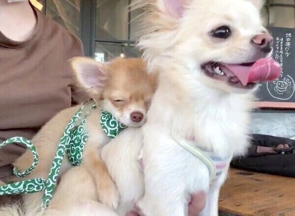 ドッグカフェデビューに緊張で兄犬に抱きつくチワワ