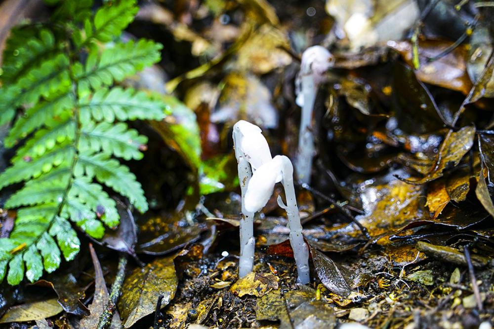 5月雨後容易在樹下發現水晶蘭，5~7月是藤枝秋海棠花期，盛開的四照花如翩翩白蝶，也相當可愛。(攝影/Cindy Lee)