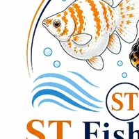 ST Fish Farm ปลาสวยงาม