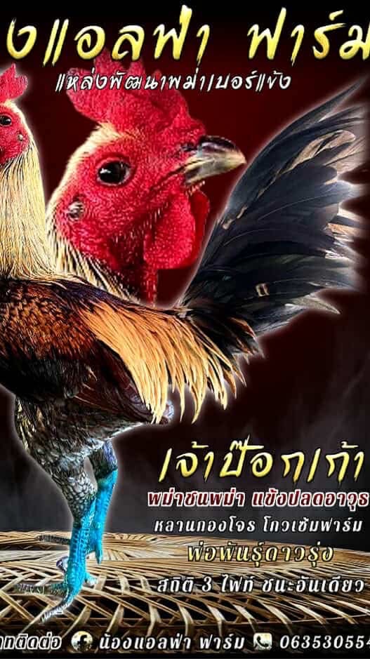 น้องแอลฟ่าฟาร์ม พัฒนาพม่าสายตี 🐲