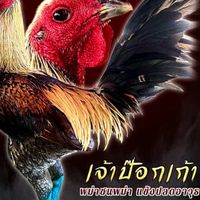 น้องแอลฟ่าฟาร์ม พัฒนาพม่าสายตี 🐲