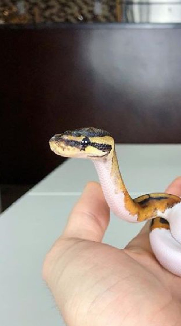 น้องงู้ยยย🐍