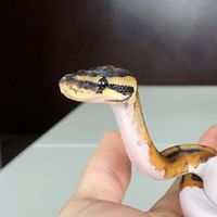 น้องงู้ยยย🐍