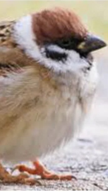 バウンティメンバー