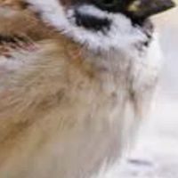バウンティメンバー