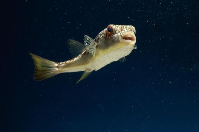 なんで フグが自分の毒で死なない理由 人類なら知っておくべき地球の雑学 レタスクラブ