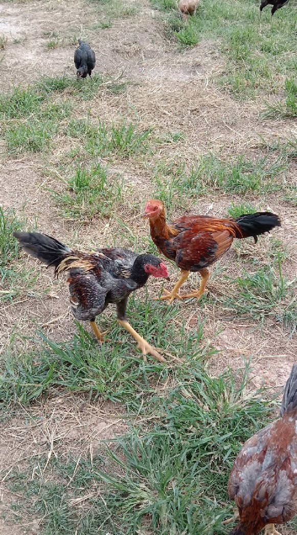 ขายไก่เนื้อพันธุ์พื้นเมือง ลำปาง 0988203739