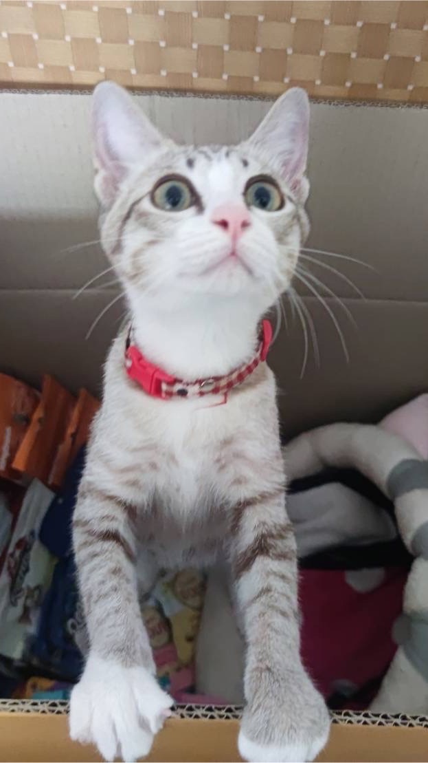 Kaithoonshop🐈