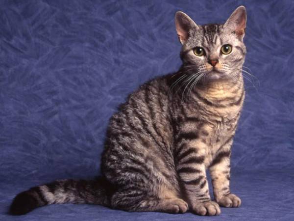 Tahu Gak Sih 17 Ras Kucing Rumahan Ini Ternyata Langka Banget