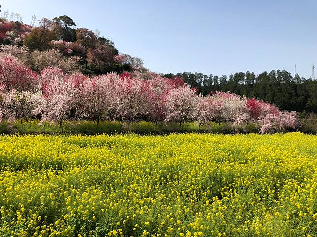 永久保存版 高知四季賞花絕美景點完整大公開 快筆記下來以後衝一波 Japan Walker Line Today
