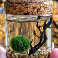 Marimo​ moss​ball🌳