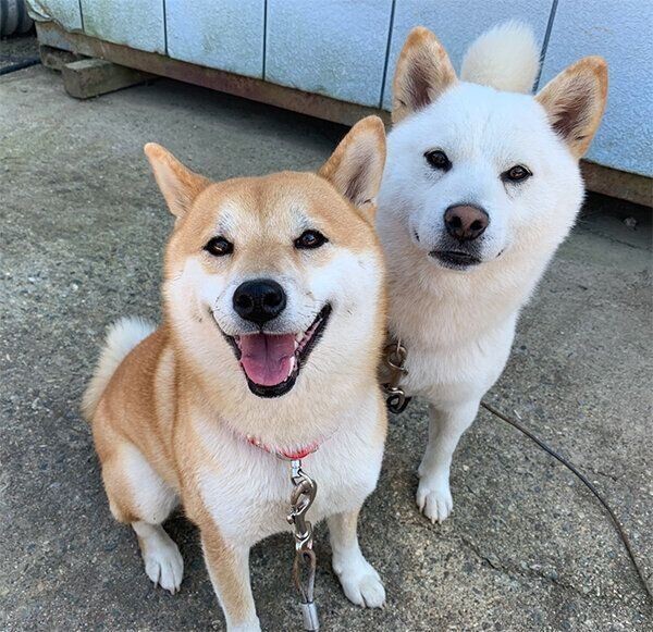 ラブラブ柴犬夫婦に今年 待望の赤ちゃんが誕生