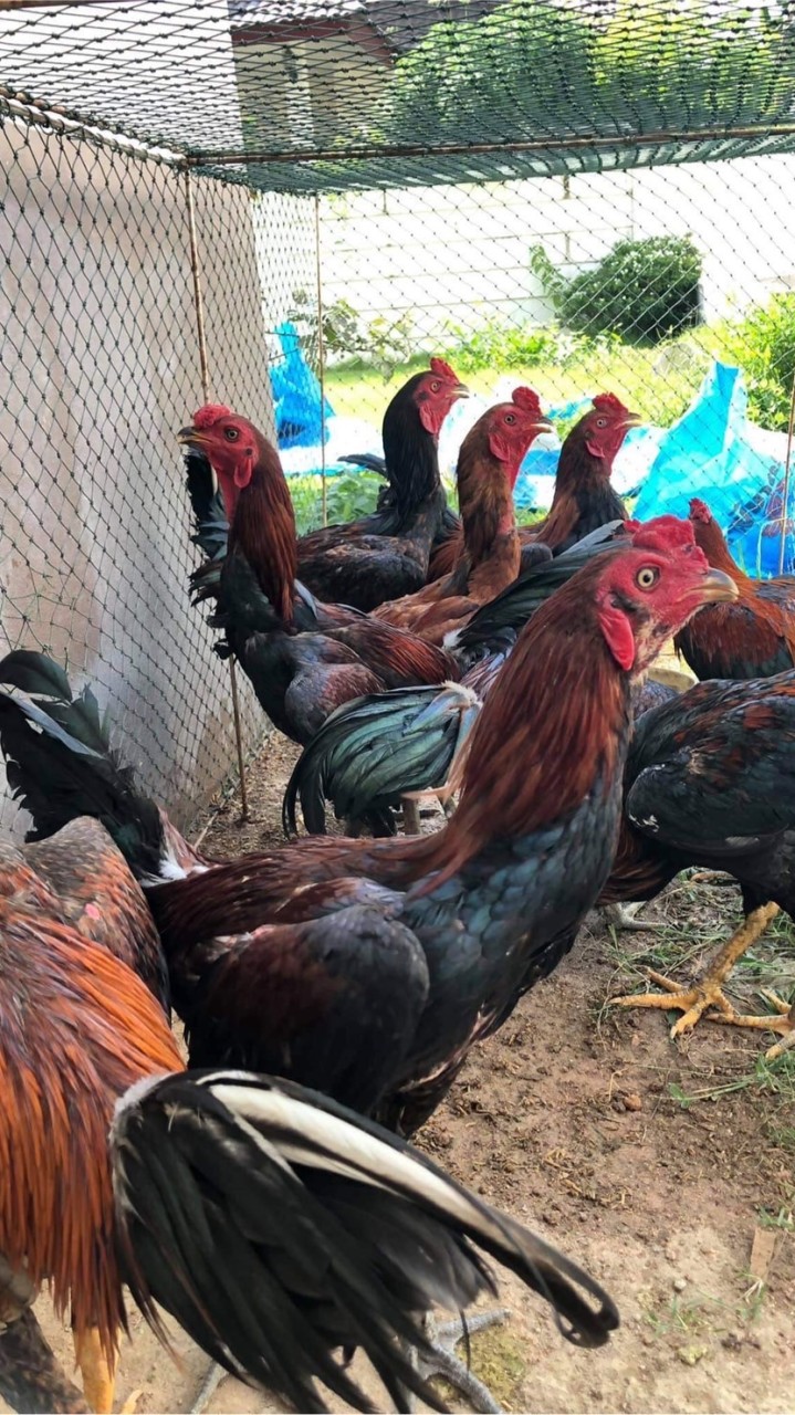 ป.วิวัฒน์ฟาร์พม่าลุ่มน้ำเค็ม ไก่ชนระยอง