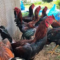 ป.วิวัฒน์ฟาร์พม่าลุ่มน้ำเค็ม ไก่ชนระยอง