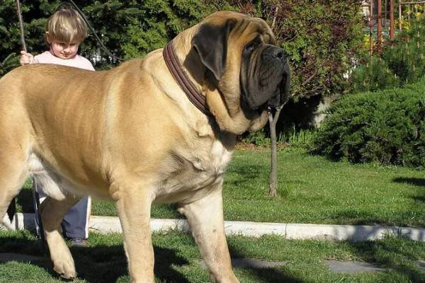 6 Fakta Menakjubkan English Mastiff Anjing Terbesar Di Dunia