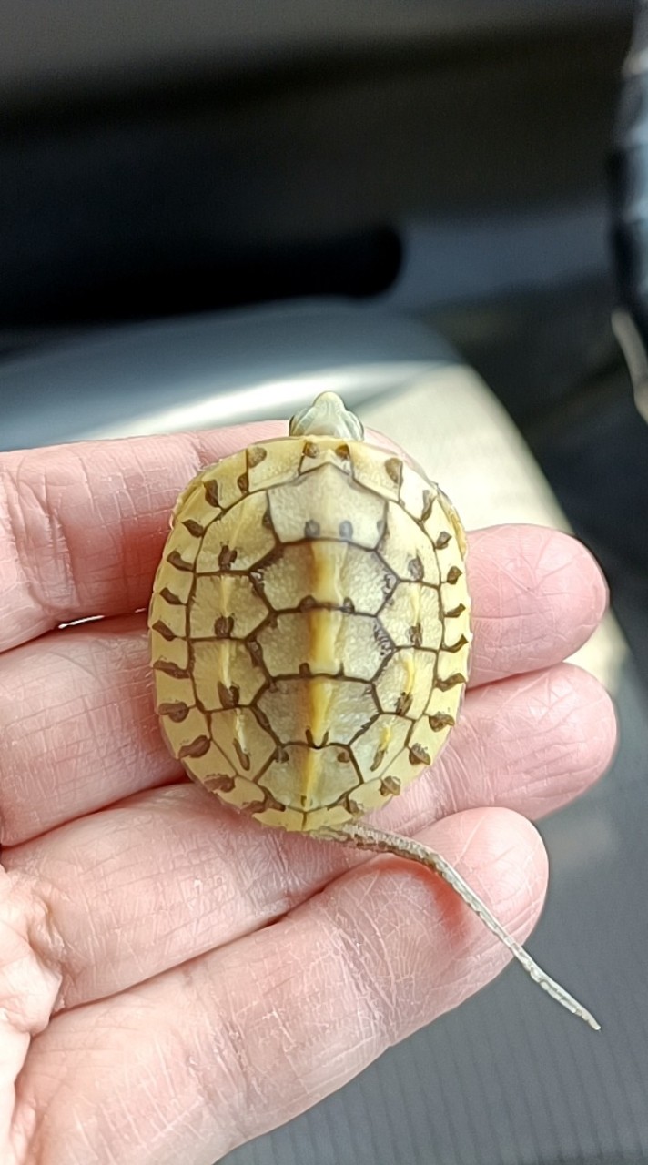宥來荳魚