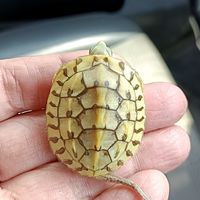 宥來荳魚