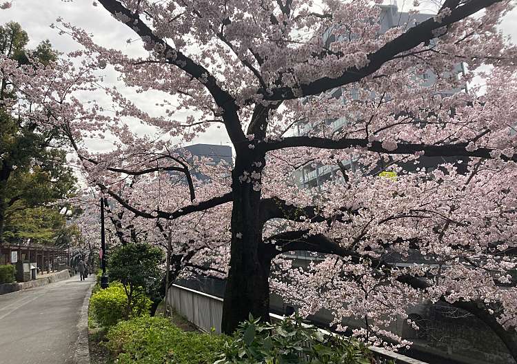 口コミの詳細 江戸川公園 関口 公園 By Line Place