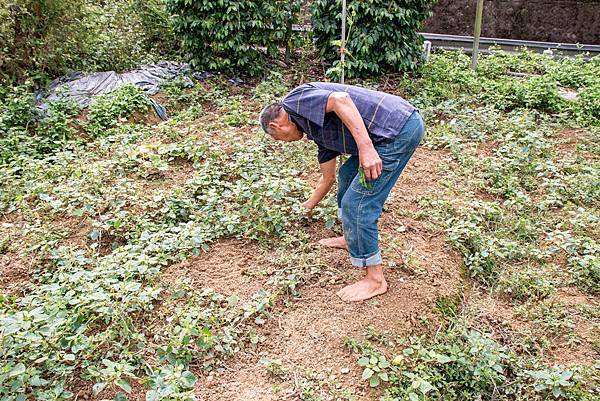【日月潭一日遊】南投頭社活盆地農村美食餐桌與休閒農場-體驗不一樣的在地食材美味佳餚與獨特河道獨木舟體驗
