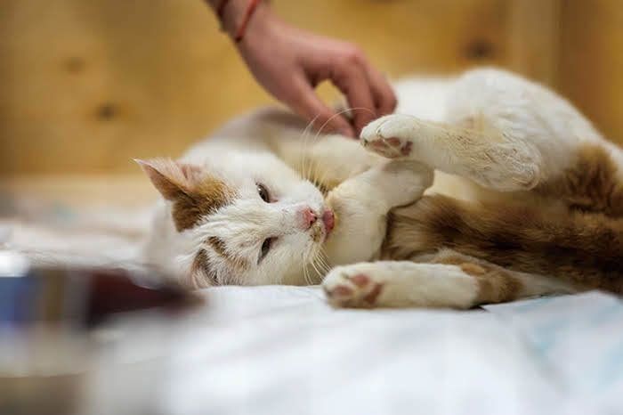 異物を食べてしまった 知っておきたい誤飲 誤食の症状