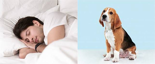 11 Arti Mimpi Digigit Anjing Menurut Islam Primbon Jawa Penuh Makna Brilio Net Line Today