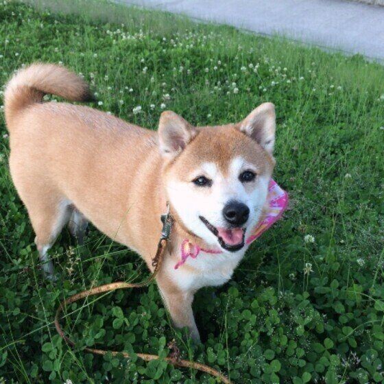 犬銃