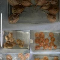 水族自由買賣（明碼區）