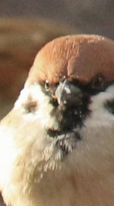 鳥なりきりチャット
