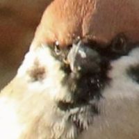 鳥なりきりチャット
