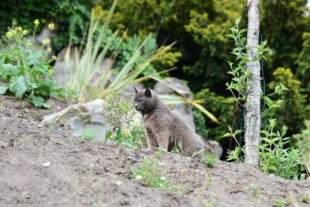 蒙馬特高地, 紅磨坊, 穿牆人, 聖心堂, 巴黎景點, 我愛你牆, 愛牆