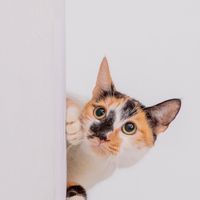 米樂貓狗義工隊