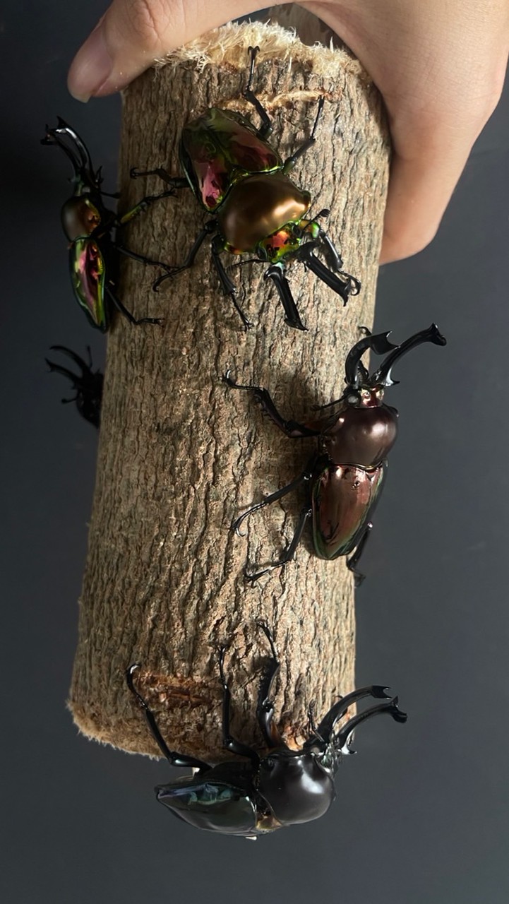 Rainbow stag community TH (by JRN BEETLES)