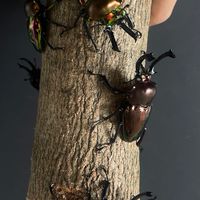 Rainbow stag community TH (by JRN BEETLES)