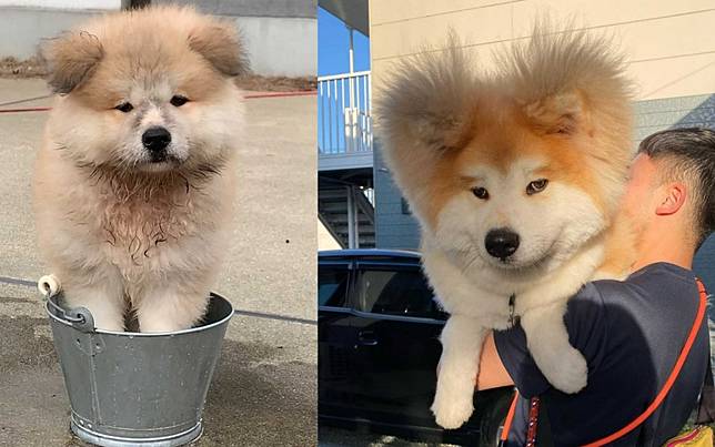長著長著就變成炸毛 米奇耳 了 日本超可愛憨憨秋田犬 Styletc Line Today