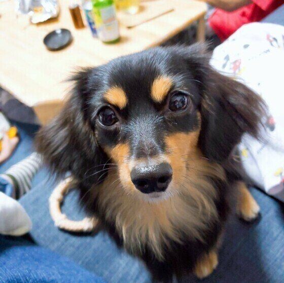 犬が 飼い主を心配しているとき に見せる仕草がある