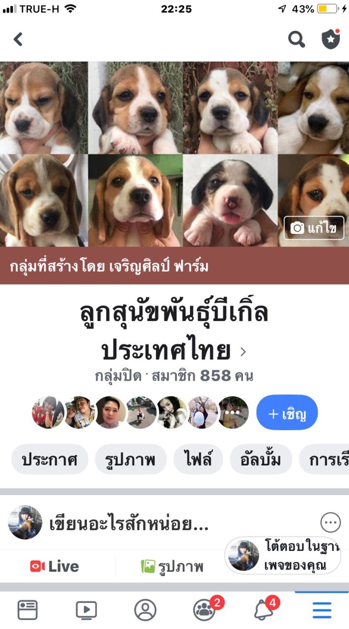ลูกสุนัขบีเกิ้ลประเทศไทย